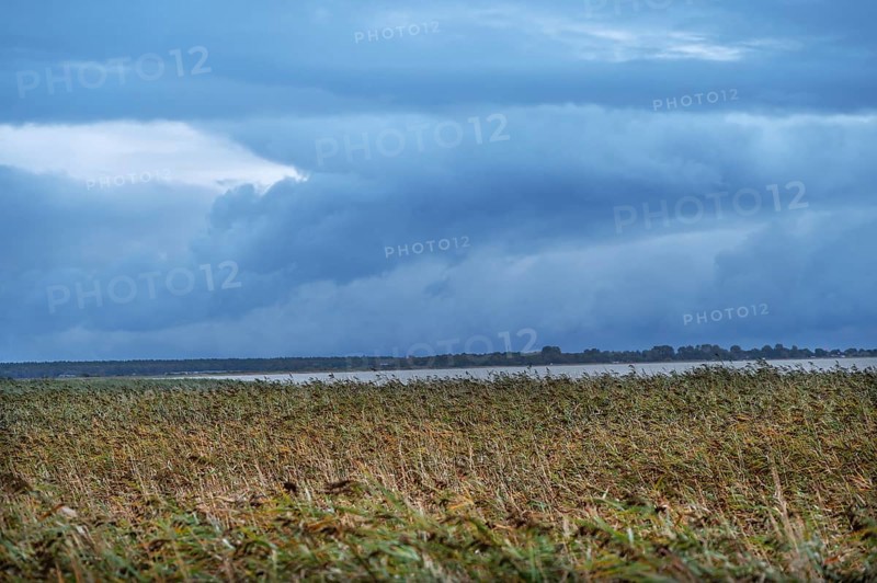 Reed, thatch (Phragmites australis) on the lagoon, dark rain clouds (Nimbostratus), Ahrenshoop, Darß, Mecklenburg-Western Pomerania, Germany