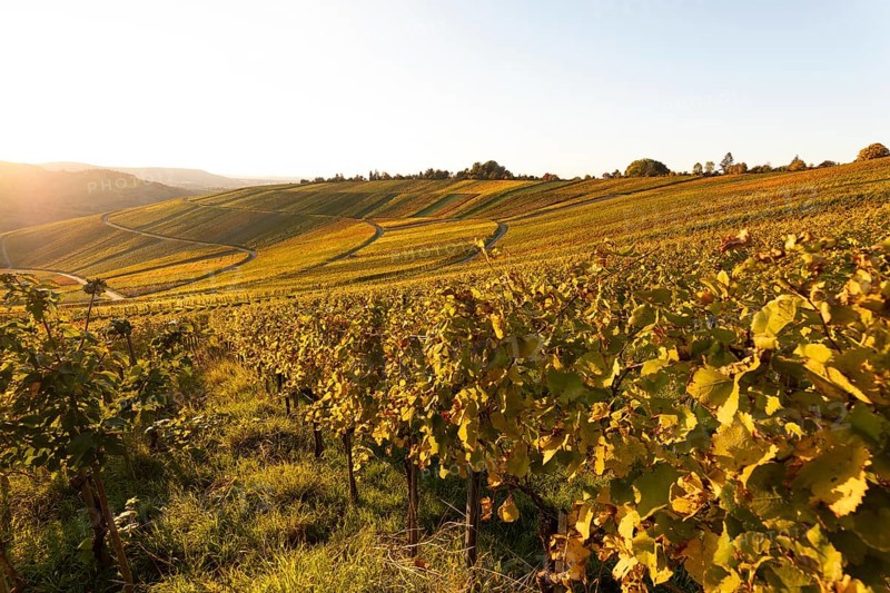 Golden evening sun shines over the colorful vines in the vineyards of Beutelsbach and Weinstadt Baden-Württemberg Germany