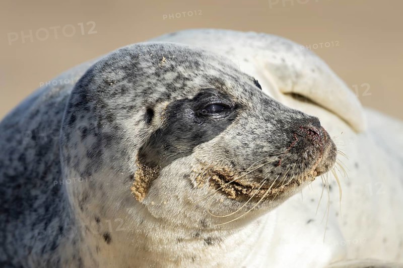 Common seal (Phoca vitulina) adult animal head portrait, England, United Kingdom