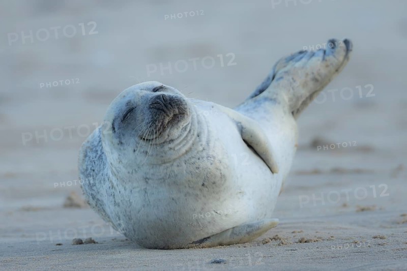 Common seal (Phoca vitulina) adult animal sleeping on a beach, England, United Kingdom