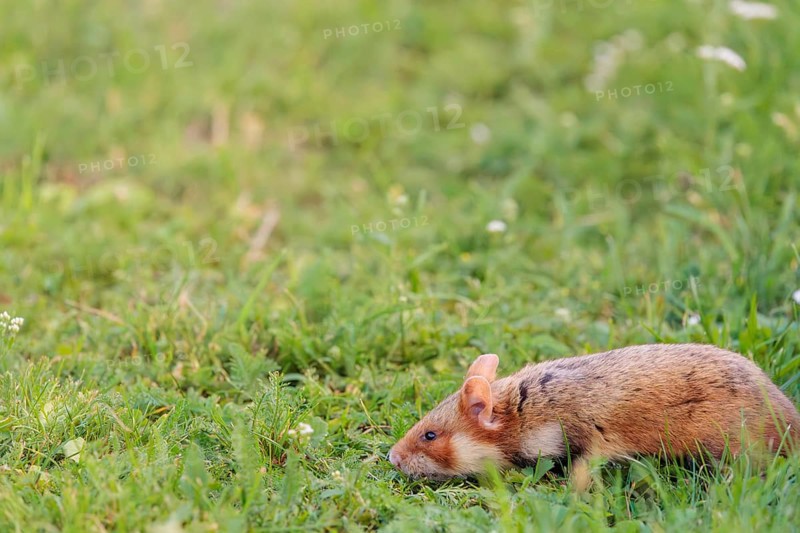 A European hamster (Cricetus cricetus) forages for food on green grass. Vienna, Austria