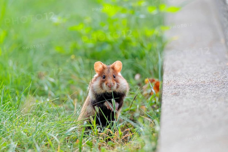 A European hamster (Cricetus cricetus) stands upright on green grass near a grave. Vienna, Austria