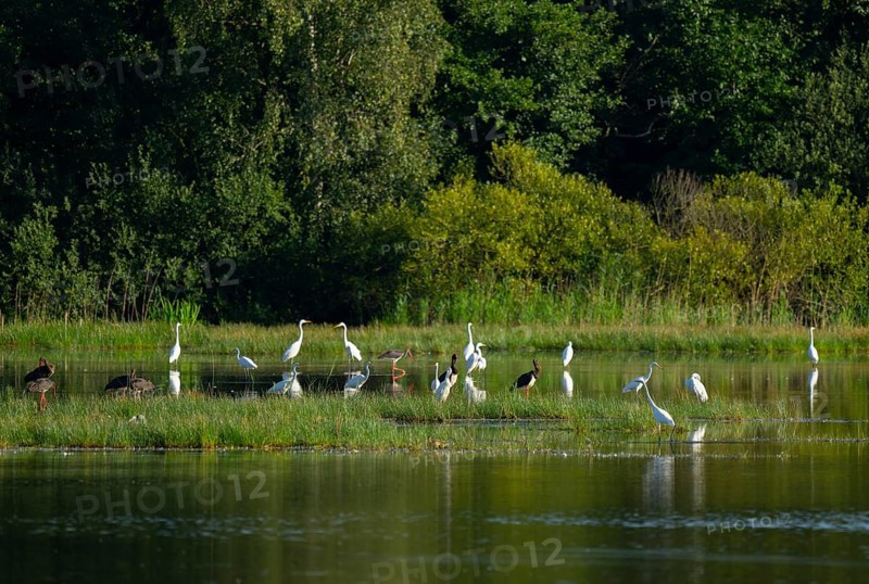 Black storks (Ciconia nigra) and great egret (Ardea alba) in the shallow water zone of a pond, Lower Saxony, Germany