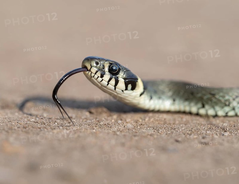 Grass snake (Natrix natrix), portrait, tonguing, forked tongue, Lower Saxony, Germany