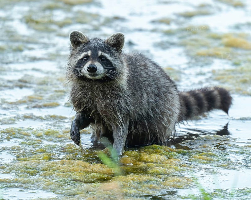Raccoon (Procyon lotor), looking for food in the shallow water zone of a lake, Lower Saxony, Germany