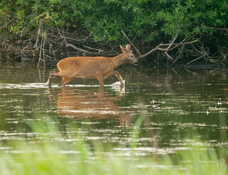 Deer (Capreolus capreolus), young roebuck running through the shallow water zone of a lake, Lower Saxony, Germany