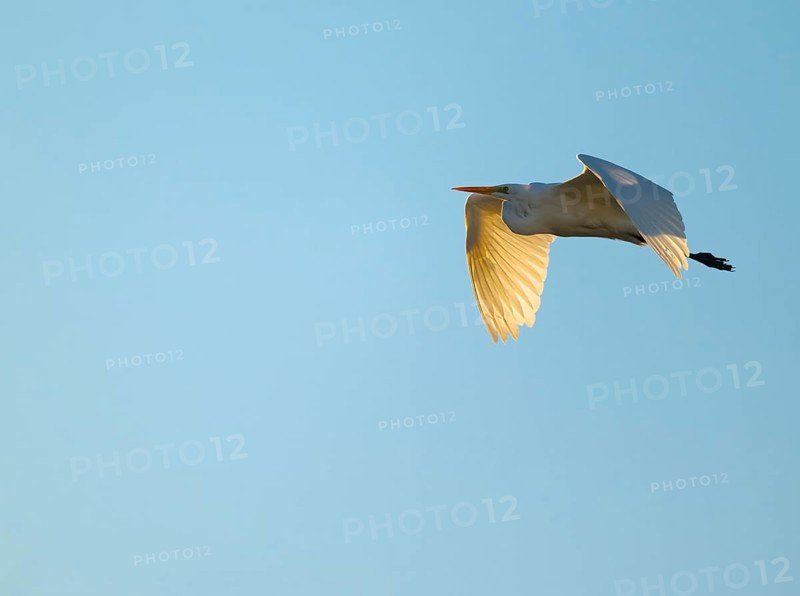 Great egret (Ardea alba) in flight, in warm orange morning light, blue sky, Lower Saxony, Germany