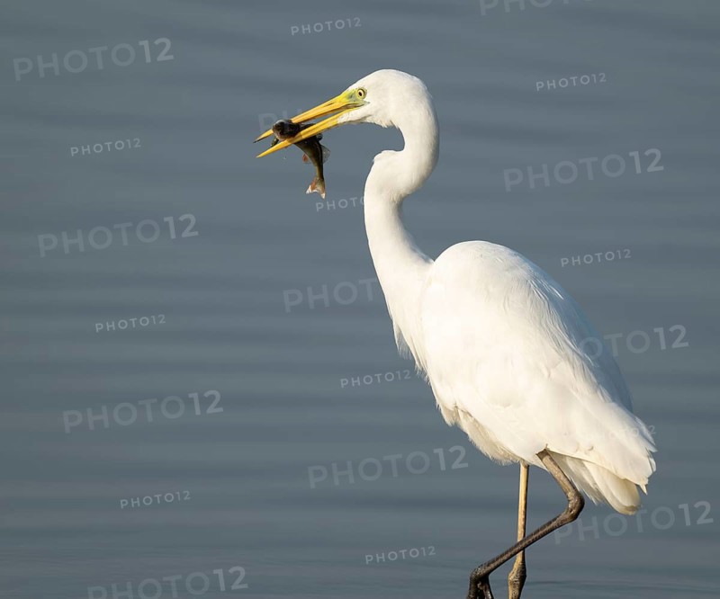 Great egret (Ardea alba) stands in the shallow water zone of a wetland with a fish in its beak, Lower Saxony, Germany
