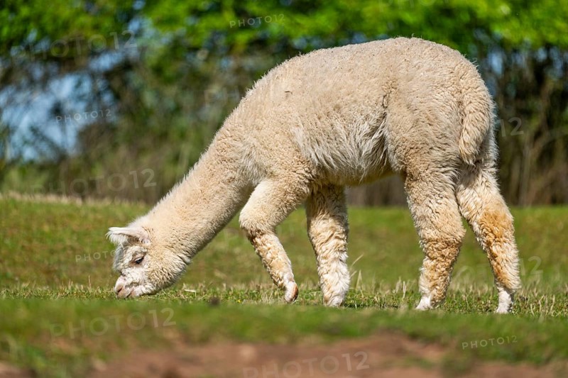White Llama (Lama glama) standing on a meadow, Bavaria, Germany