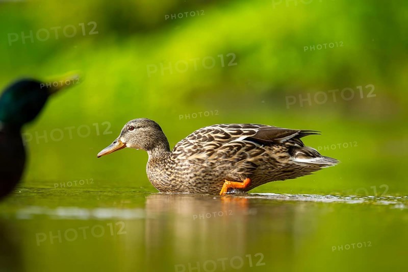 Wild duck (Anas platyrhynchos) female swimming in a lake, Bavaria, Germany