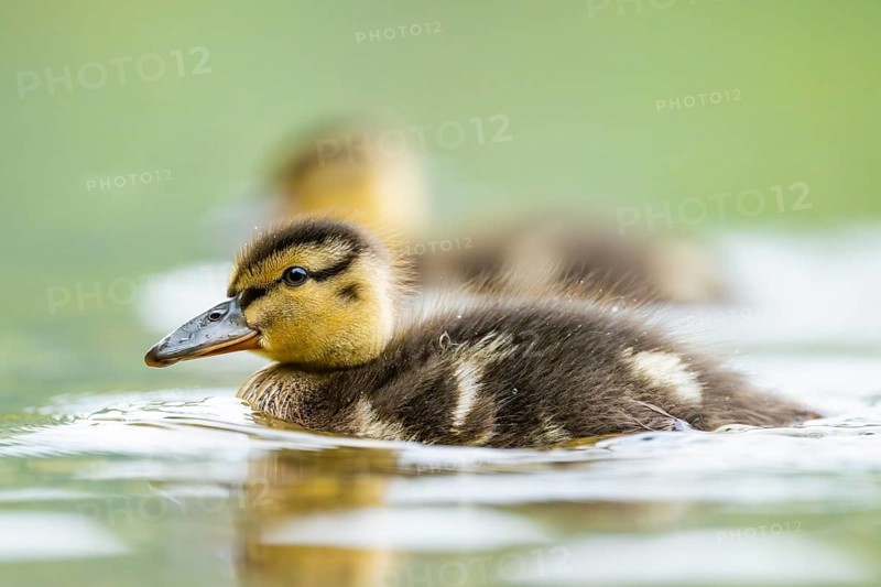 Wild duck (Anas platyrhynchos) chick swimming on a lake, Bavaria, Germany
