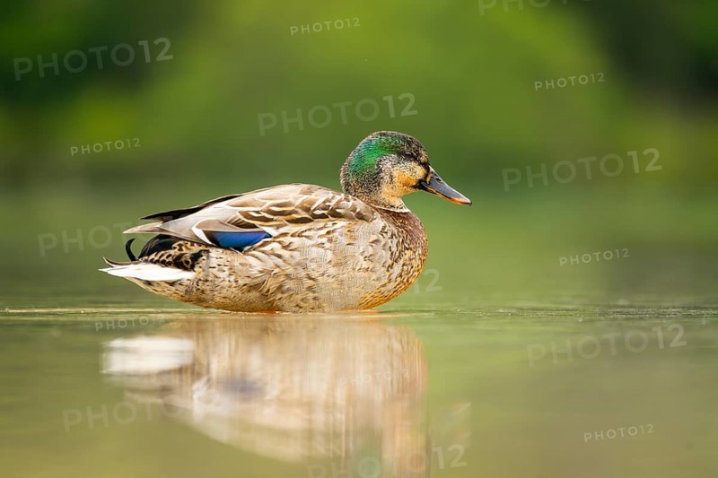 Wild duck (Anas platyrhynchos) male standing on the shore of a lake, Bavaria, Germany
