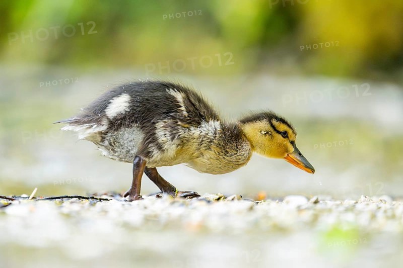Wild duck (Anas platyrhynchos) chick standing at the schore of a little lake, Bavaria, Germany