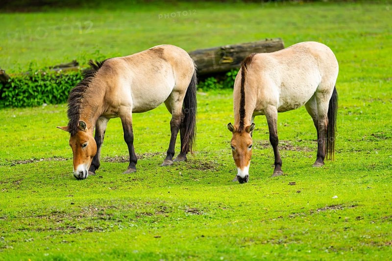 Przewalski's horse (Equus ferus przewalskii) standing on a meadow, Austria, Germany