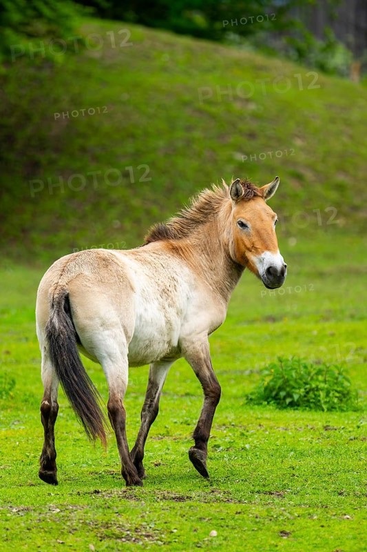 Przewalski's horse (Equus ferus przewalskii) standing on a meadow, Austria, Germany