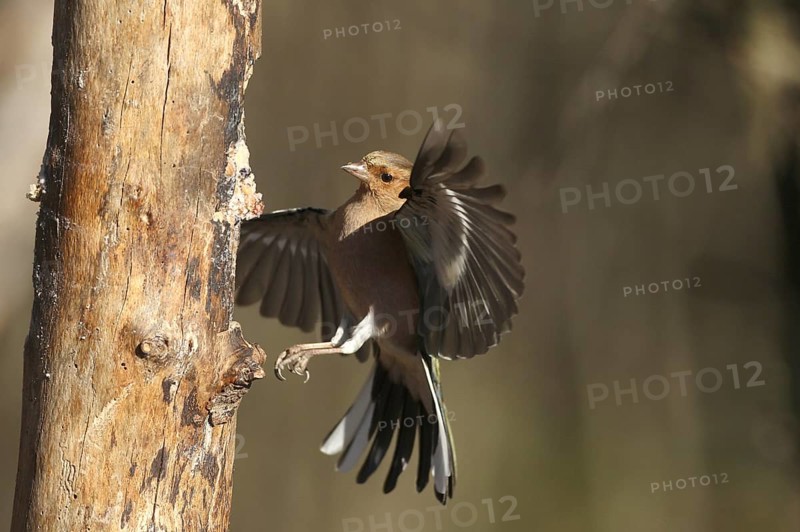Chaffinch (Fringilla coelebs) male in flight, approach to forage wood, winter feeding, Allgäu, Bavaria, Germany, Allgäu, Bavaria, Germany