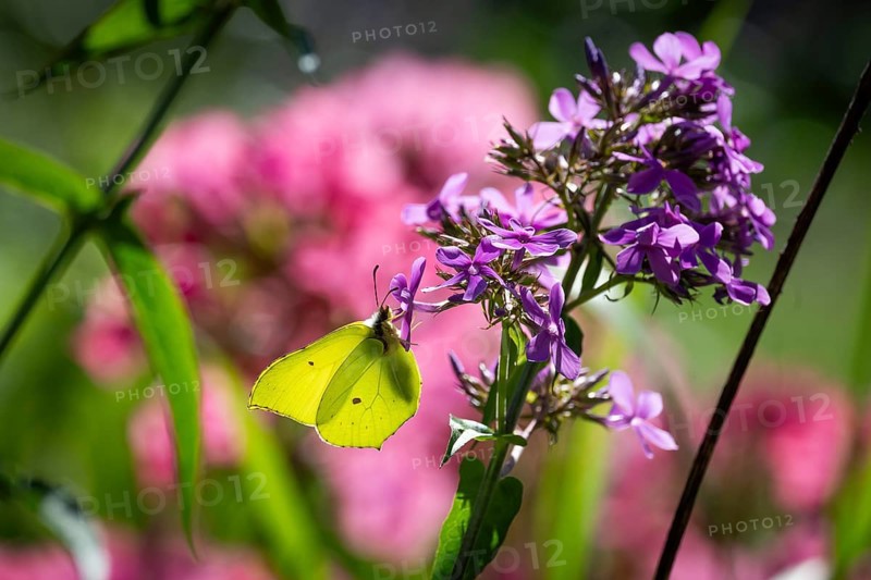 Lemon butterfly (Gonepteryx rhamni) sits on purple flowers of a flame flower or phlox, Finland