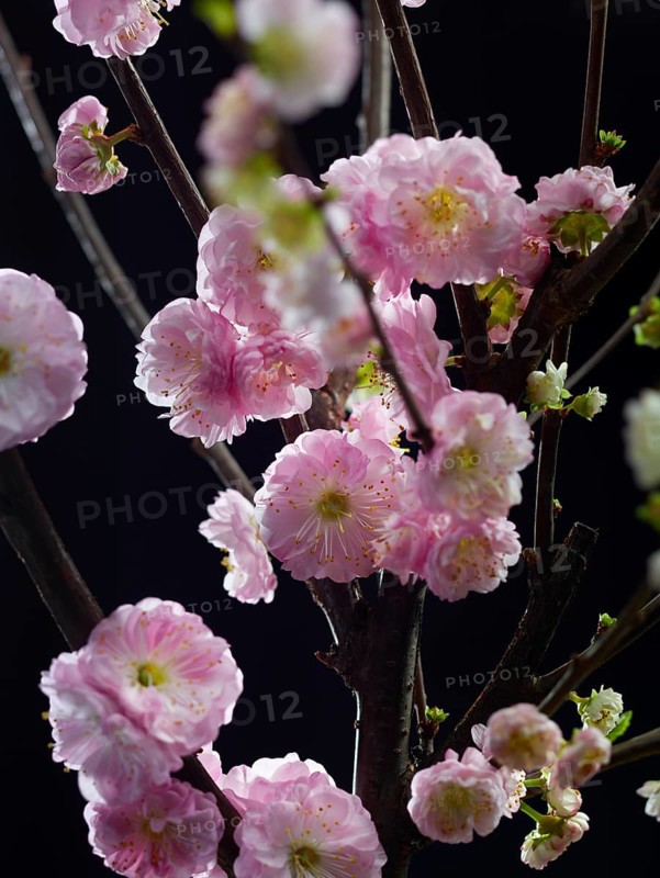 Almond branch with flowers (Prunus triloba) against a black background