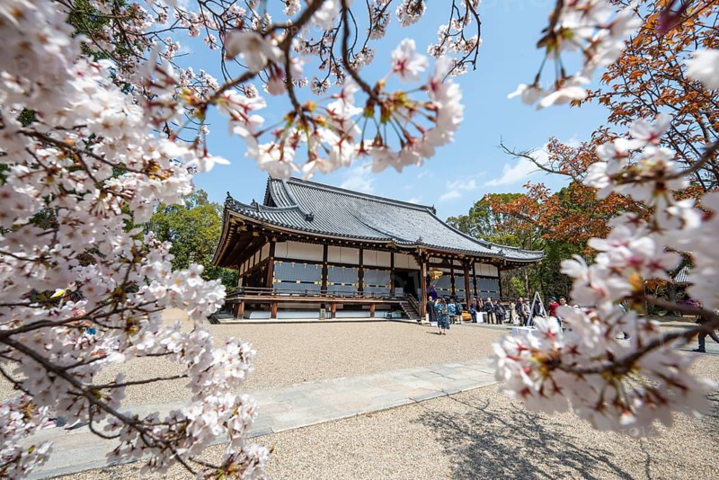 Blooming cherry trees, Kondo main hall of Ninna-ji Temple, Buddhist temple complex, Kyoto, Japan