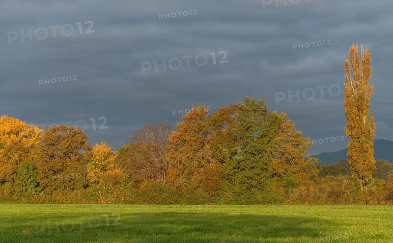 The serene landscape features golden poplars and green trees surrounded by fields. The mild autumn light creates a peaceful and warm atmosphere. Bas rhin, Alsace, Grand Est, France