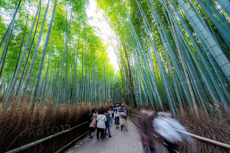 Visitors on their way through bamboo forest, motion blur, long exposure, towering bamboo stems in Arashiyama bamboo forest, Kyoto, Japan
