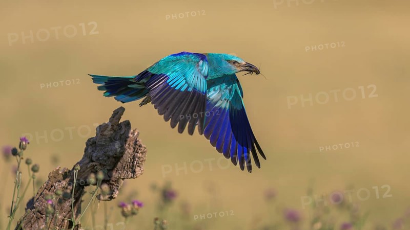 Blue racke (Coracias garrulus), starting from sitting room in a flower meadow with insect in its beak, Kiskunság National Park, Hungary