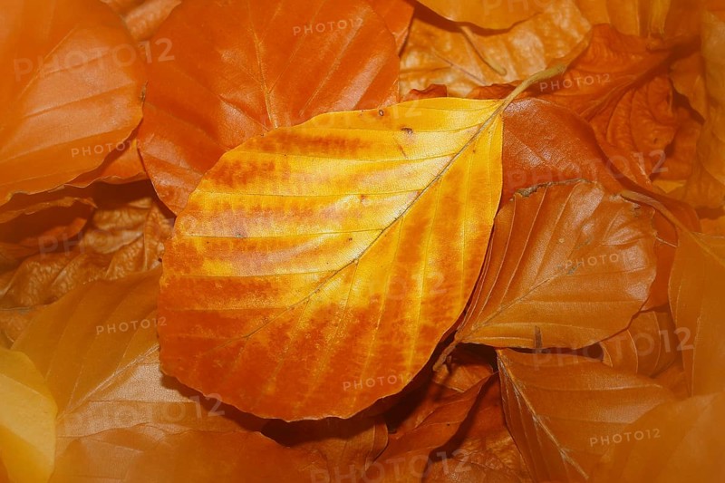 Beech (Fagus) leaves, close-up, alienation, in autumn, North Rhine-Westphalia, Germany