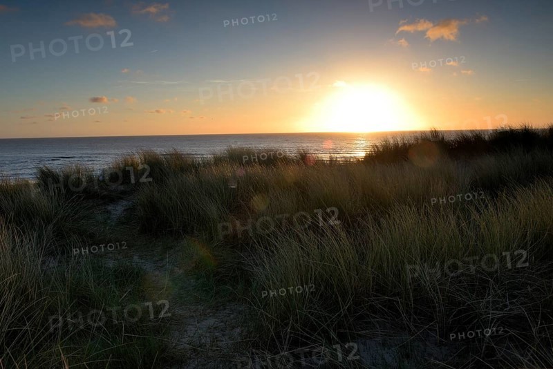 Dune landscape with beach grass on the North Sea, Texel, North Holland, Netherlands