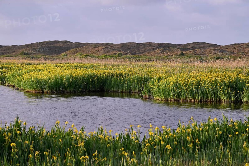 Blooming marsh iris (Iris peudacorus) in the wetland in dune landscape, Texel, North Holland, the Netherlands