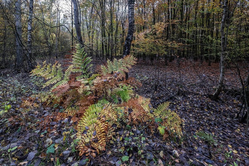 Royal fern (Osmunda regalis) in autumn leaves, Emsland, Lower Saxony, Germany