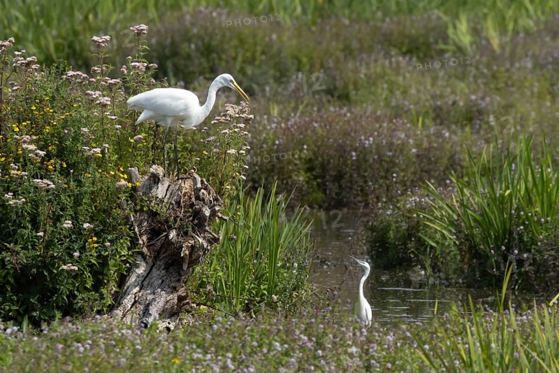 Great white egret (Ardea alba) adult bird on a tree stump amongst summer flowers looking down at a Little egret (Egretta garzetta) in a lake, England, United Kingdom