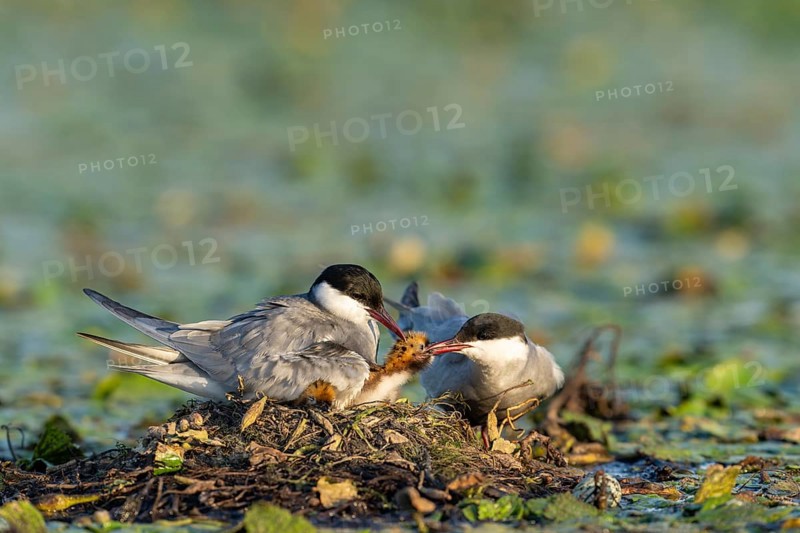 White-bearded terns (Childonias hybride) with young birds at their nest, Danube Delta, Romania