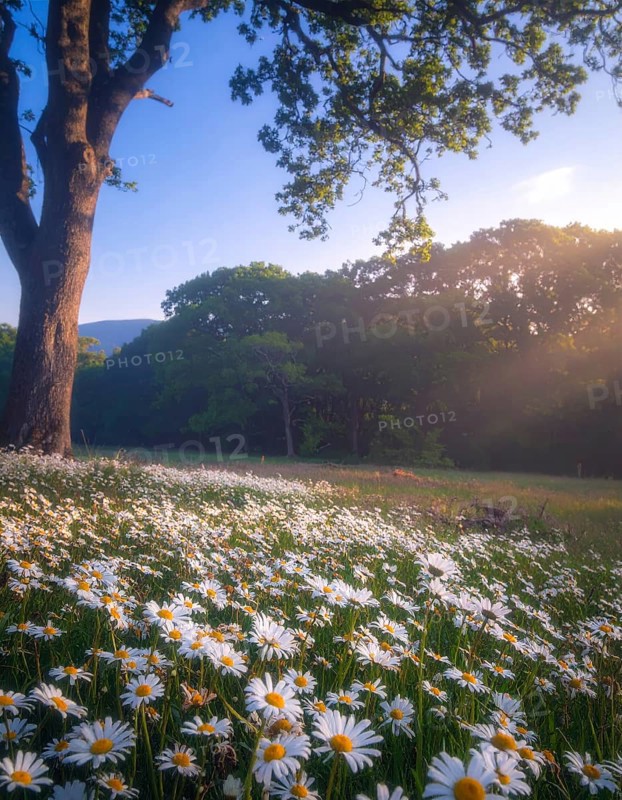 A sunlit meadow with daisies against a forest backdrop under a blue sky, Late summer country landscape with daisies meadow and sunbeams, forest in blurred background, hilly landscape in sunrise or sunset, tranquil nature template or poster for beauty of nature, AI generated