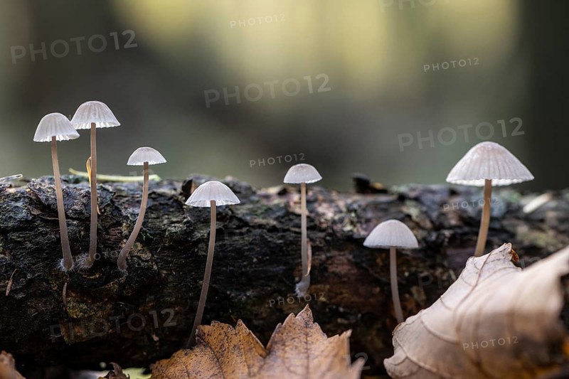 Helmlinge (Mycena), Emsland, Lower Saxony, Germany