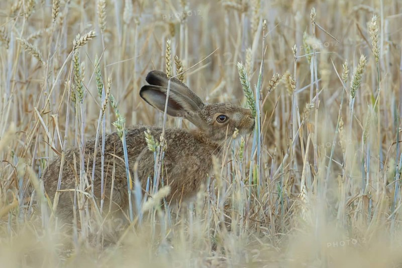European brown hare (Lepus europaeus) adult animal feeding on a wheat sheath in a farmland field in summer, England, United Kingdom