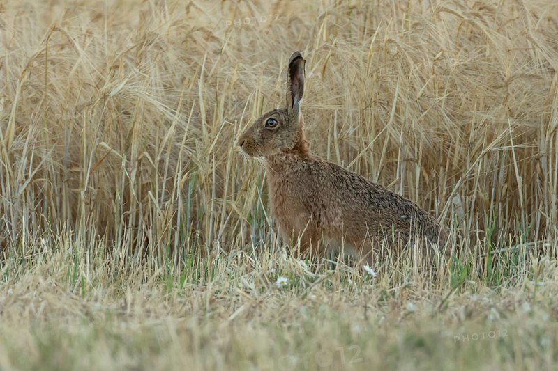 European brown hare (Lepus europaeus) adult animal in a farmland wheat field in summer, England, United Kingdom
