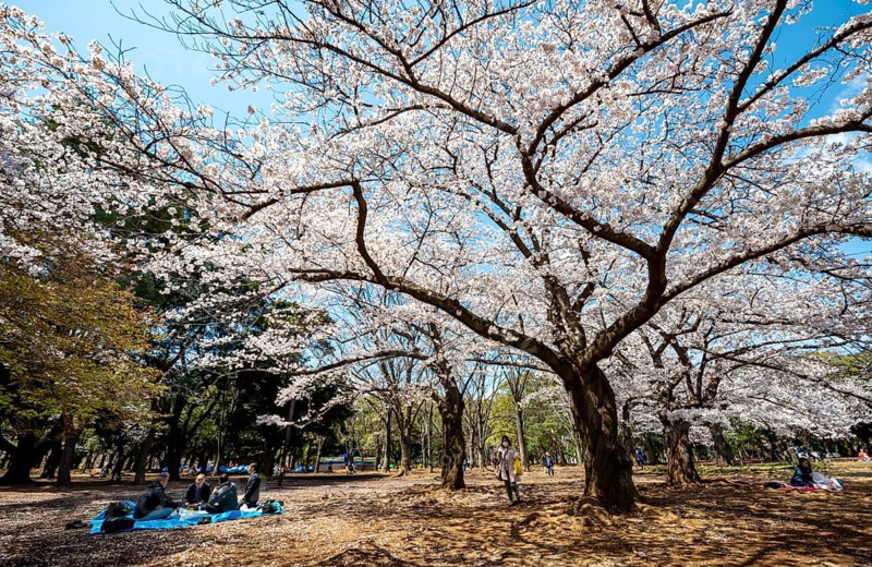 People picnicking under cherry blossoms in Yoyogi Park, Hanami Festival, Shibuya District, Tokyo, Japan