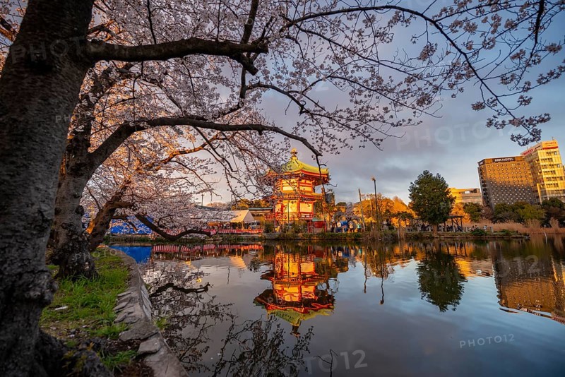 Shinobazunoike Bentendo temple reflected in lake at sunset, Shinobazu pond, lakeside cherry blossom in spring, Hanami festival, Ueno Park, Taito City, Tokyo, Japan
