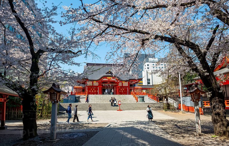 Shinto Shrine main building, Hanazono Shrine, cherry trees blooming in spring, Shinjuku City, Tokyo