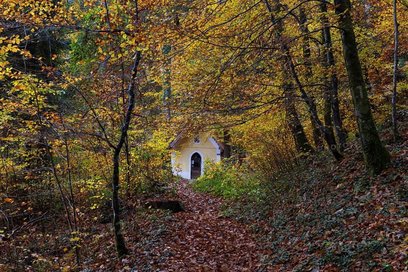 Deciduous trees, colorful autumn forest with counter chapel, Sankt Lorenz, Mondseeland, Salzkammergut, Upper Austria, Austria