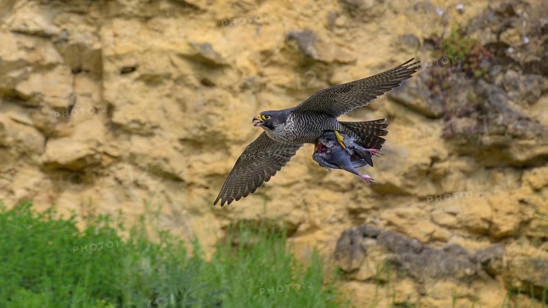 Peregrine falcon (Falco peregrinus), Peregrine falcon, flying with prey on a rock wall, biosphere area, Swabian Jura, Baden-Württemberg, Germany