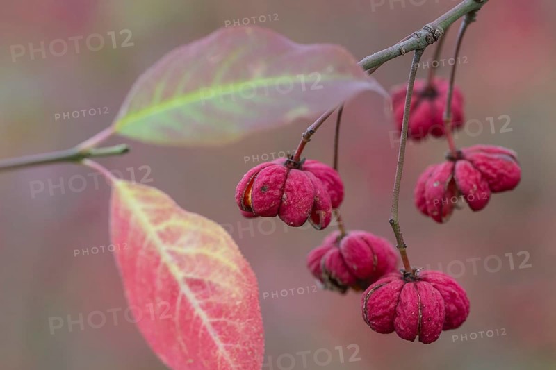 Common spindle bush (Euonymus europaeus), fruits, Emsland, Lower Saxony, Germany