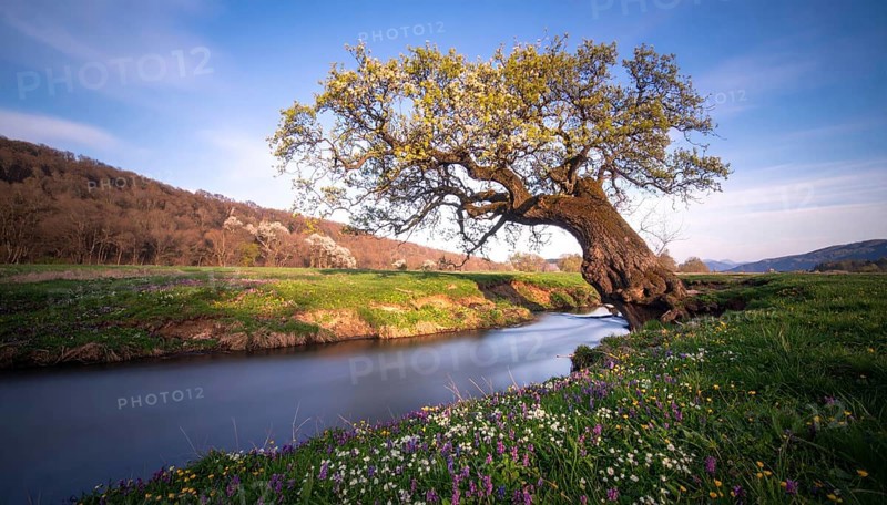 A serene landscape featuring a large tree by a stream at sunset with vibrant green grass and blooming flowers, spring landscape, the oak branch of nature, clear blue sky, idyllic atmosphere with green grass meadow, hills in the calm nature, AI generated