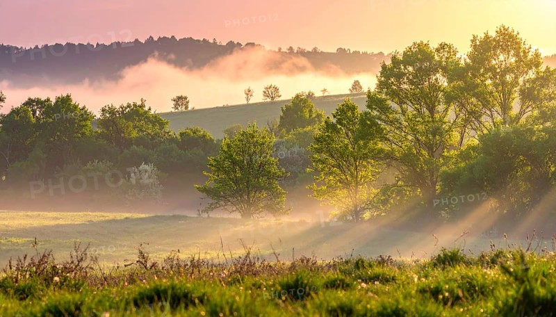 A misty field at sunrise with soft light illuminating trees and greenery, creating a serene atmosphere, spring or summer landscape, morning and the first sun lights at sunrise in fog, clear sky, idyllic nature with calm atmosphere, trees on hills, foggy river with mist, AI generated