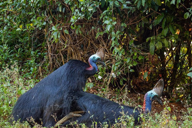 Mating behavior of helmet cassowaries in the Queensland rainforest Australia