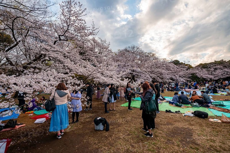 Japanese people picnicking under cherry blossoms in Yoyogi Park, Hanami Festival, Shibuya District, Tokyo, Japan