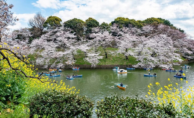 Chidorigafuchi Canal with rowing boats, blooming cherry trees on the shore, castle moat, Japanese cherry blossom in spring, Hanami festival, Chidorigafuchi Green Way, Tokyo, Japan