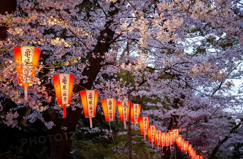 Blooming cherry trees and illuminated lanterns with Japanese writing in the evening, Hanami festival in spring, Ueno Park, Tokyo, Japan