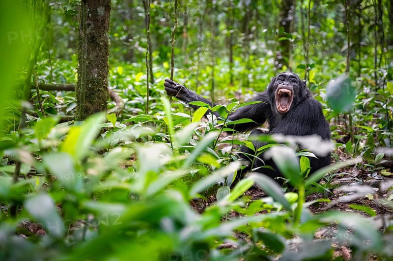 Aggression, chimpanzee (Pan Troglodytes) baring teeth, adult male between leaves in jungle, Kibale National Park, Uganda