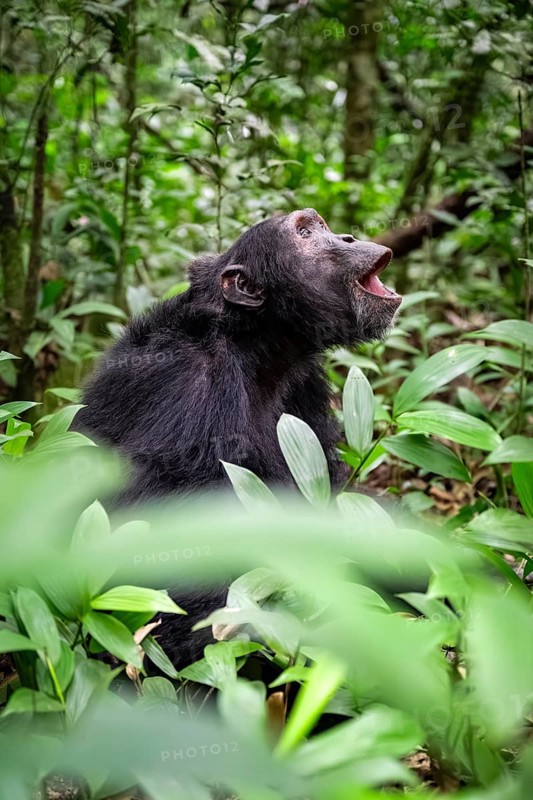 Chimpanzee (Pan Troglodytes), male on the ground, jungle in Kibale National Park, Uganda